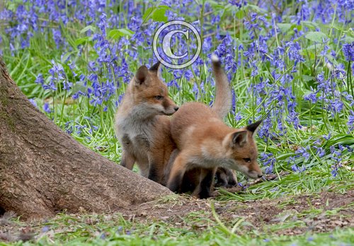 Red Fox Cubs 9 DM0270
